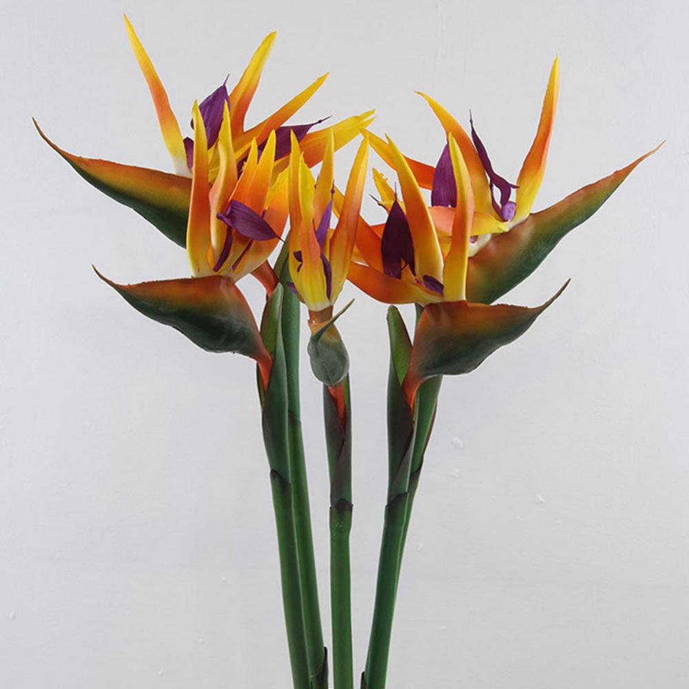Bird Paradise Strelitzia - 1 قطعة 80 سنتيمتر زهرة الطيور