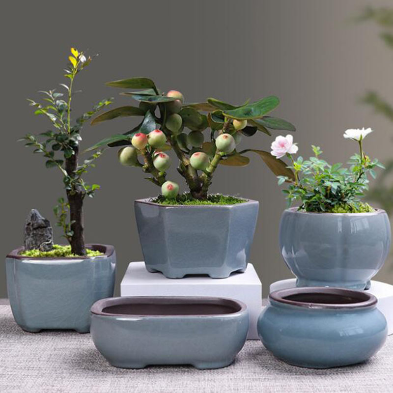 Echeveria Succulent - الرجعية أصيص ورد سيراميك الهليون عصاري