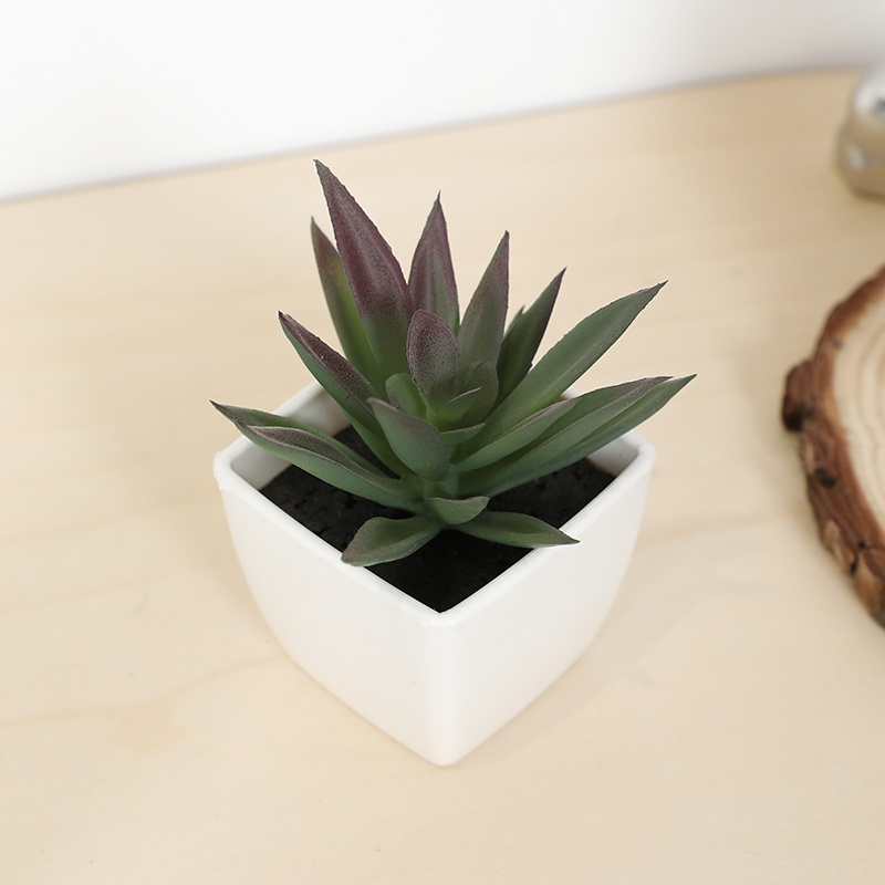 Echeveria Succulent - كوب خرافي صناعي صغير، نبات صغير