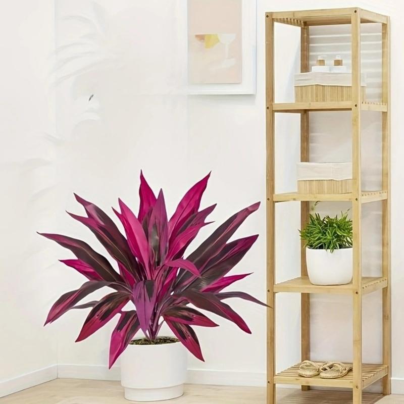 نبات Dracaena Marginata الاصطن - مراجعة Dracaena Marginata وسعره