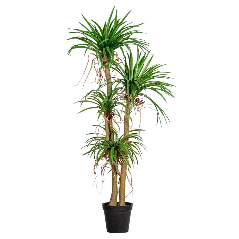شجرة منزلية داخلية/خارجية مقلد - مراجعة Dracaena Marginata وسعره
