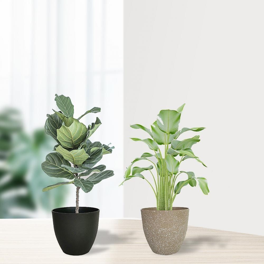 متجمد تقليد أواني الزهور الحجر - مراجعة Aloe Vera Pot وسعره