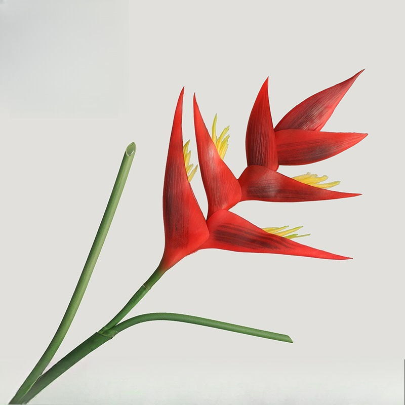 1 قطعة 85 سنتيمتر Strelitzia R - مراجعة Bird Paradise Strelitzia وسعره