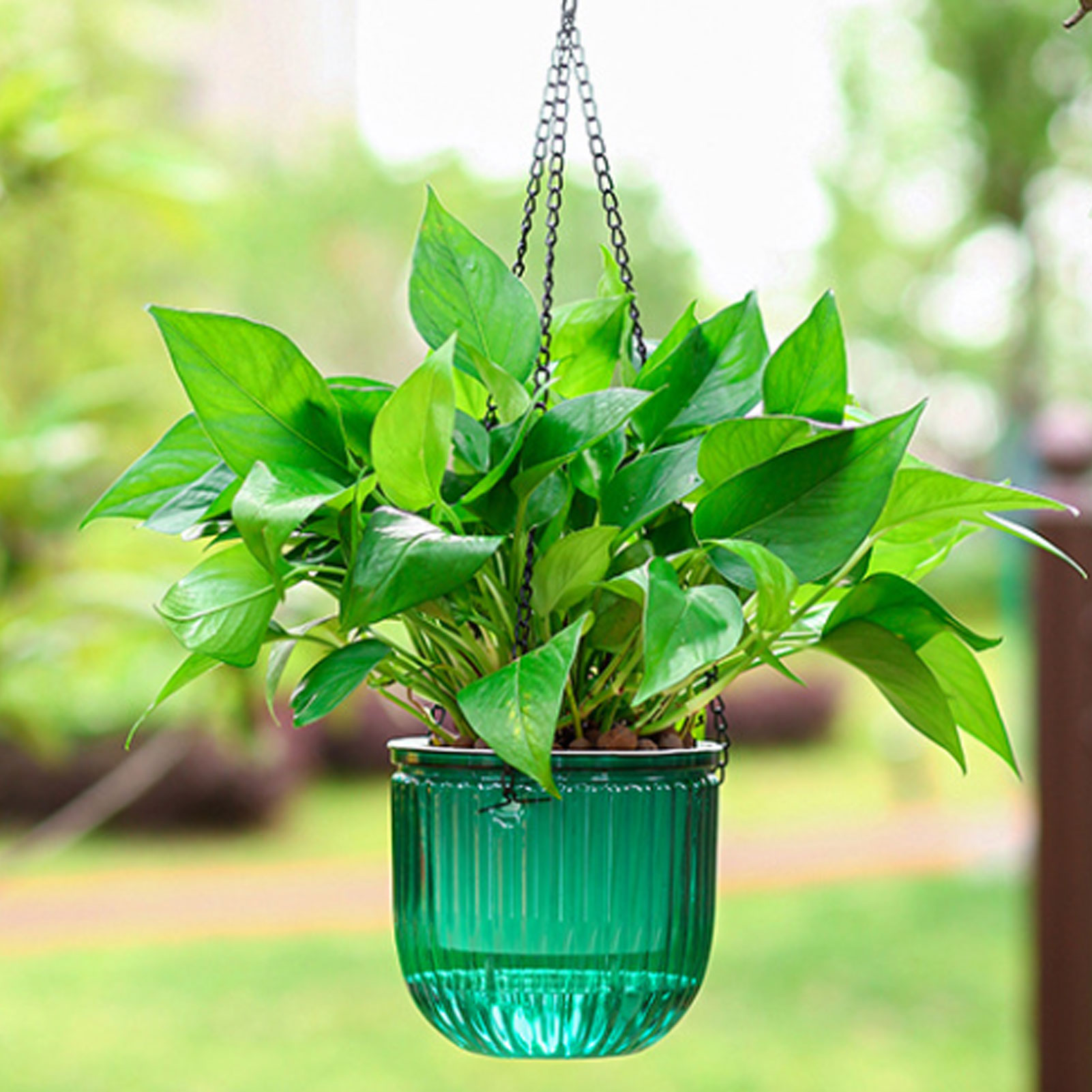 أواني نباتات ذاتية الري أوتوما - مراجعة Spider Plant Hanging وسعره