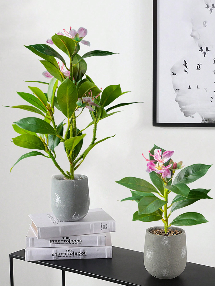 21-40 سنتيمتر نباتات الأزالياس - مراجعة Ficus Lyrata Tree وسعره