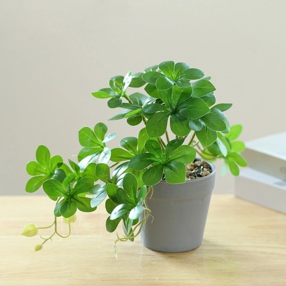 نبات بونساي اصطناعي، نبات عنكب - مراجعة Spider Plant Hanging وسعره