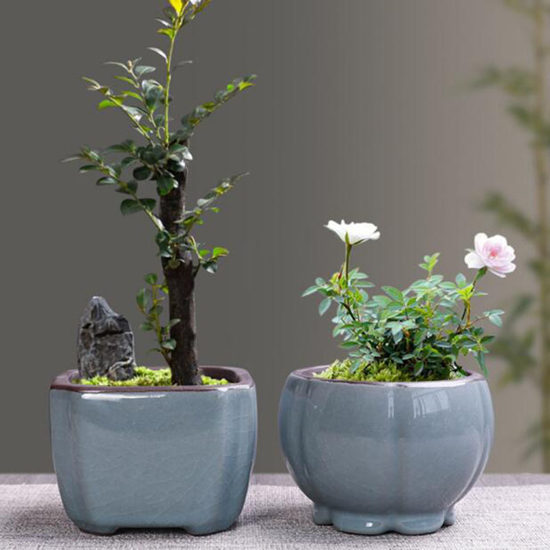 الرجعية أصيص ورد سيراميك الهلي - مراجعة Echeveria Succulent وسعره