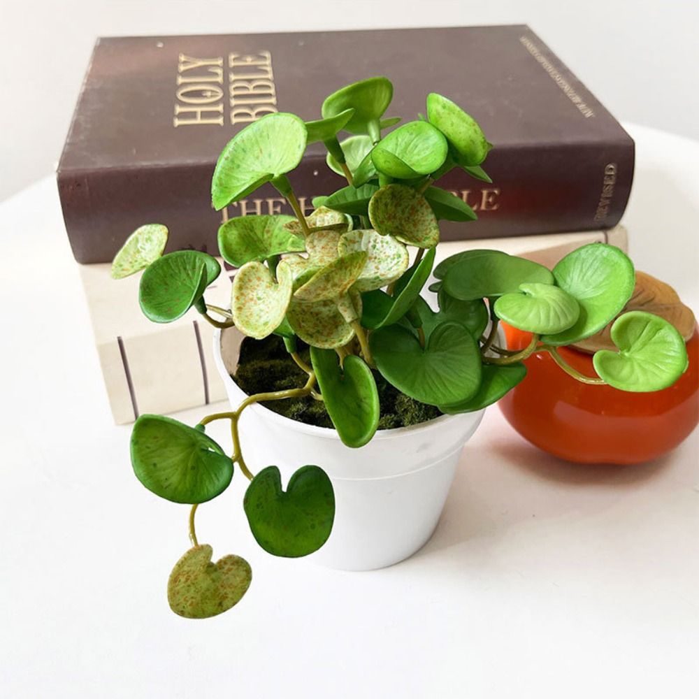 غراء ناعم نبات اصطناعي إيفا نب - مراجعة Echeveria Succulent وسعره
