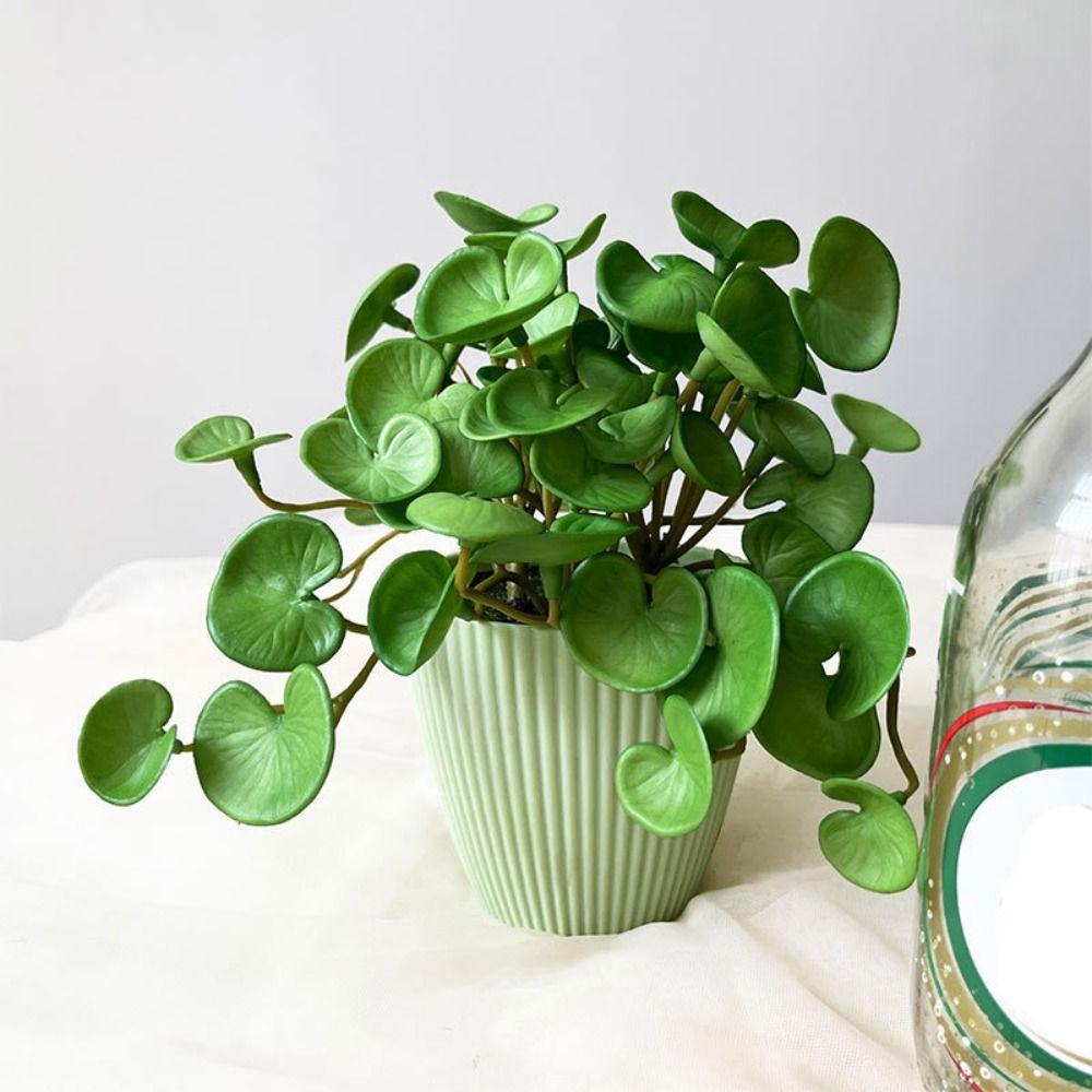 غراء ناعم نبات اصطناعي إيفا نب - مراجعة Echeveria Succulent وسعره