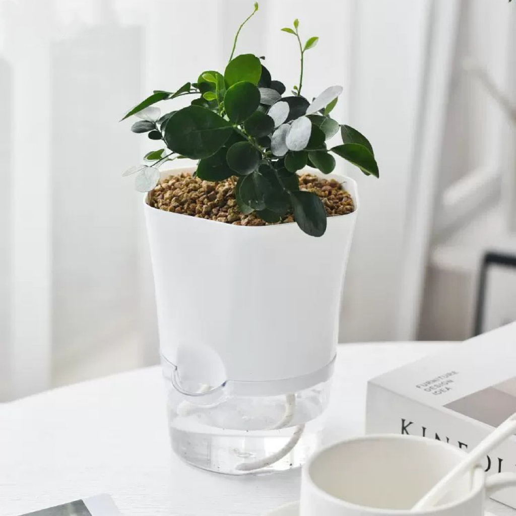 أواني نباتات ذاتية السقي من ال - مراجعة Aloe Vera Pot وسعره