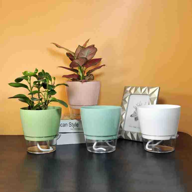 زهرة كسولة مع فتحة تصريف وعاء  - مراجعة Aloe Vera Pot وسعره