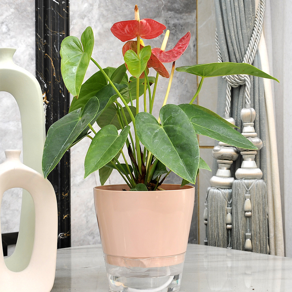 زهرة كسولة مع فتحة تصريف وعاء  - مراجعة Aloe Vera Pot وسعره