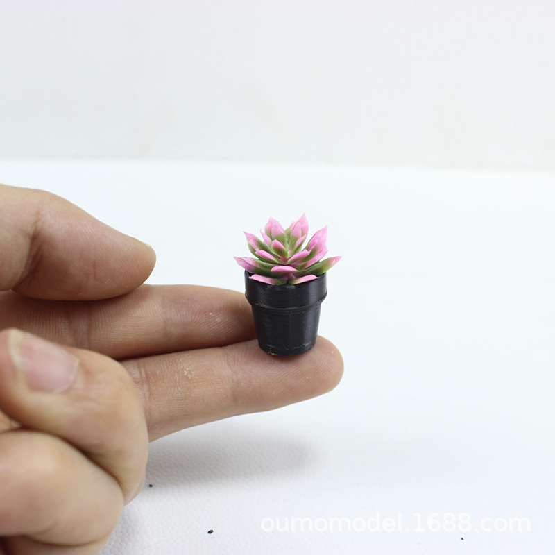 نباتات صغيرة مقلدة الصبار زهرة - مراجعة Echeveria Succulent وسعره