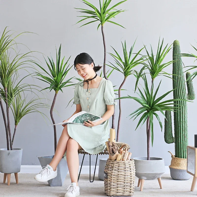 نبات المحاكاة Dracaena Margina - مراجعة Dracaena Marginata وسعره