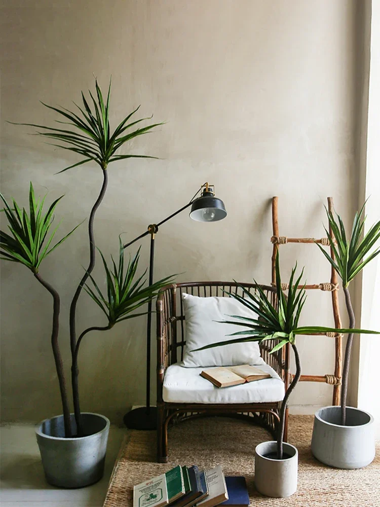 نبات المحاكاة Dracaena Margina - مراجعة Dracaena Marginata وسعره