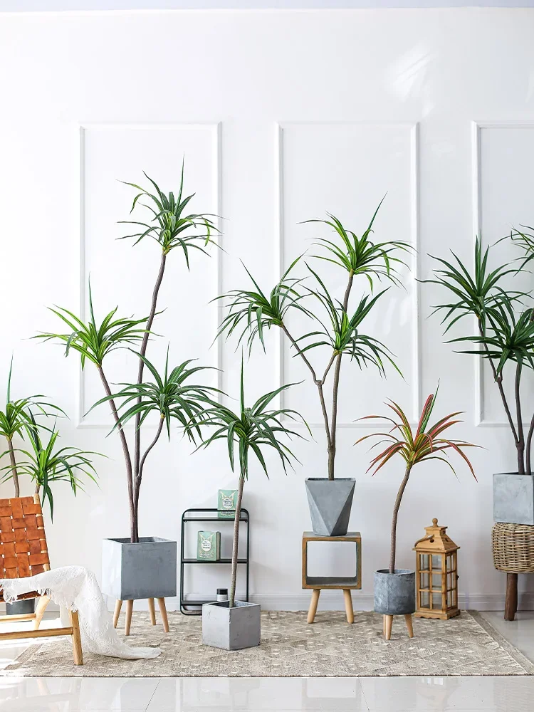 نبات المحاكاة Dracaena Margina - مراجعة Dracaena Marginata وسعره