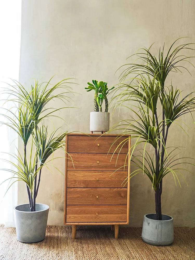 نبات المحاكاة Dracaena Margina - مراجعة Dracaena Marginata وسعره