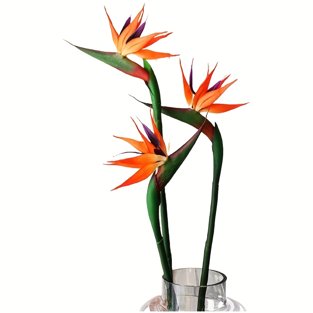 3 قطع من زهور طائر الجنة الاصط - مراجعة Bird Paradise Strelitzia وسعره