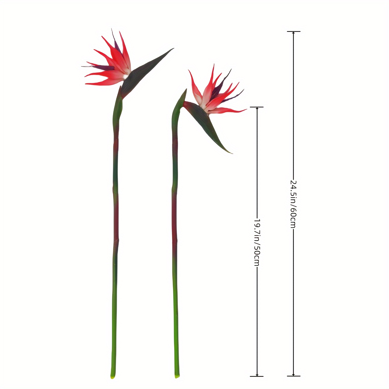 3 قطع من زهور طائر الجنة الاصط - مراجعة Bird Paradise Strelitzia وسعره