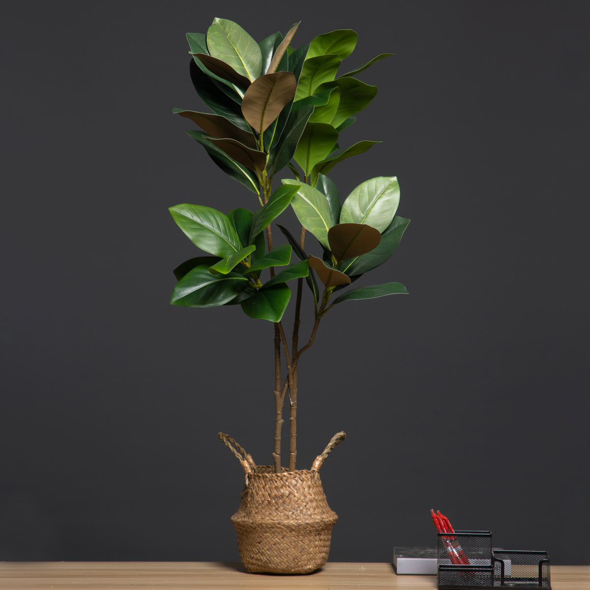 105 سنتيمتر 2 الشوك نباتات اصط - مراجعة Dracaena Marginata وسعره