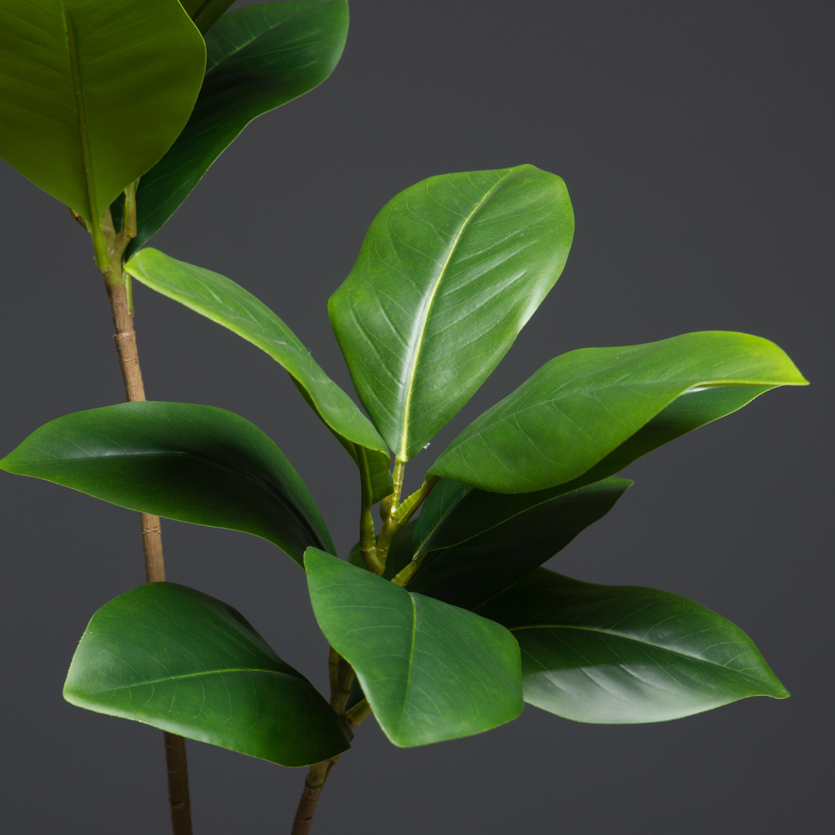 105 سنتيمتر 2 الشوك نباتات اصط - مراجعة Dracaena Marginata وسعره