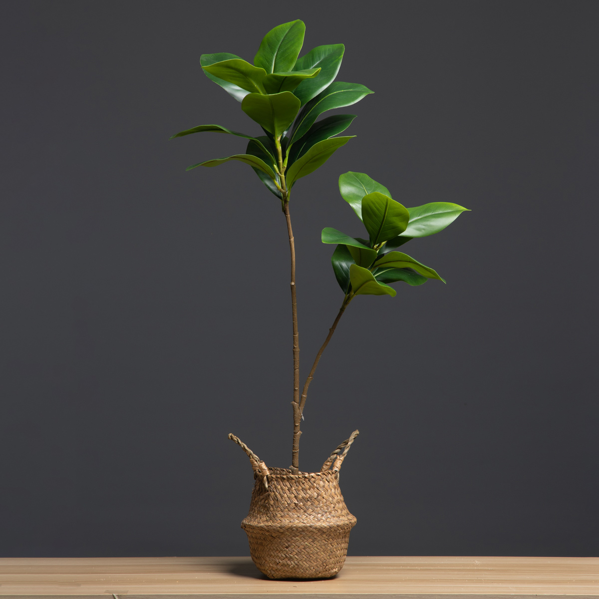 105 سنتيمتر 2 الشوك نباتات اصط - مراجعة Dracaena Marginata وسعره