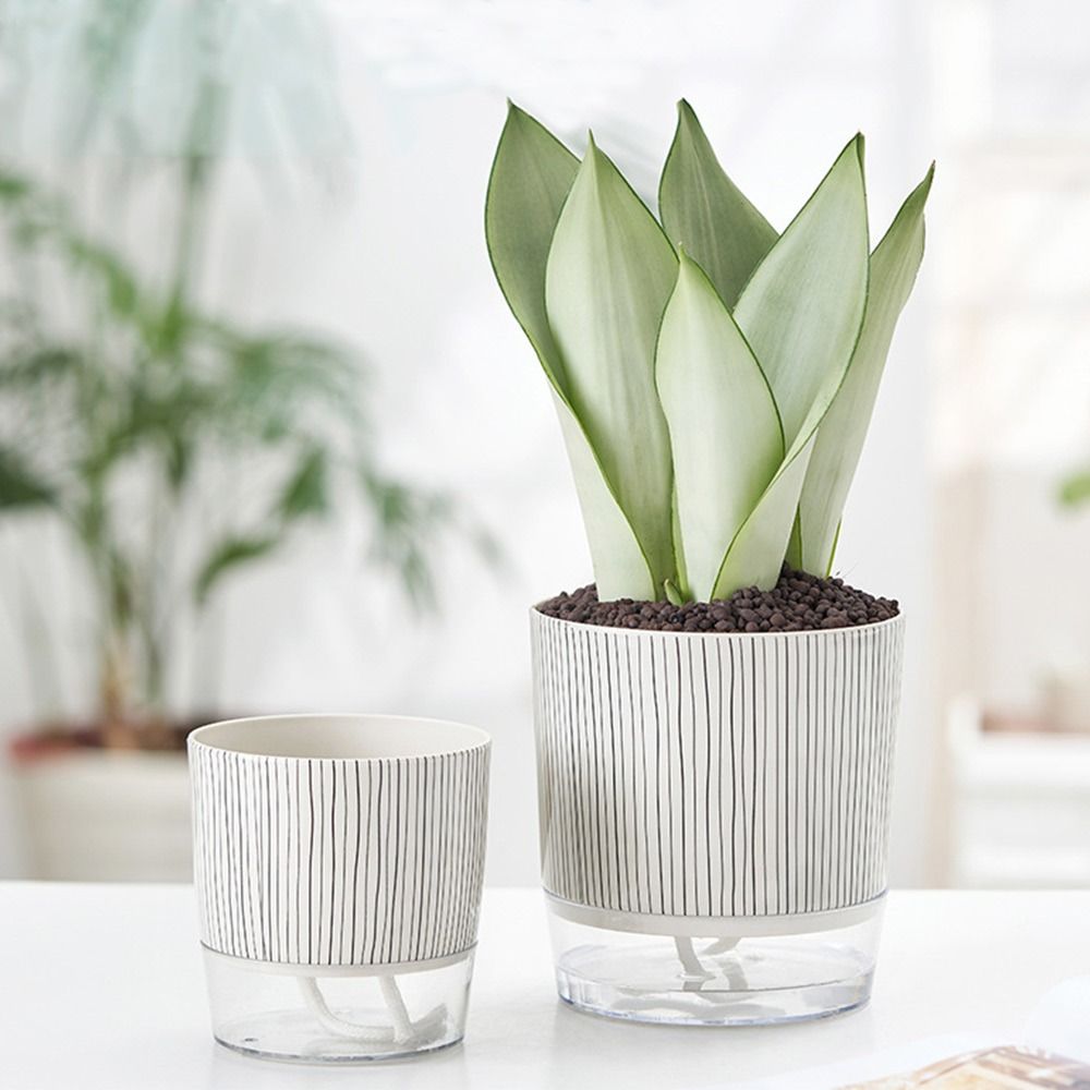 وعاء نباتات شفاف ذاتي الري للن - مراجعة Aloe Vera Pot وسعره